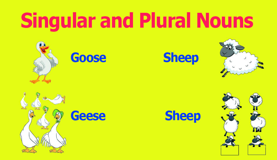 Fish or Fishes: Learn Which is the Correct Plural Form